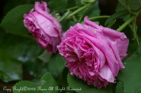 IMGP6037si.jpg