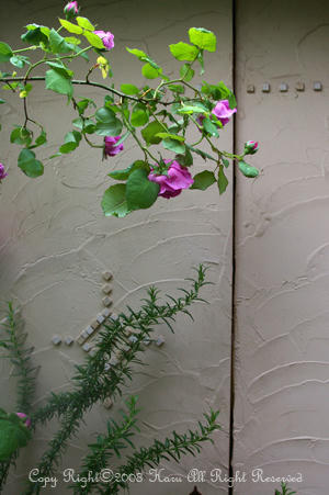 IMGP6055si.jpg