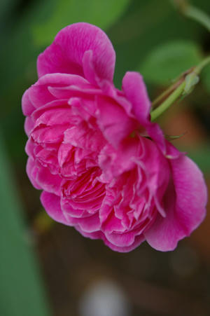 IMGP6650si.jpg