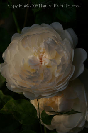 IMGP6279si.jpg