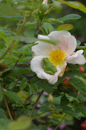 IMGP6697si.jpg