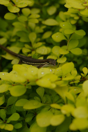 IMGP6855si.jpg