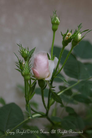 IMGP6028si.jpg