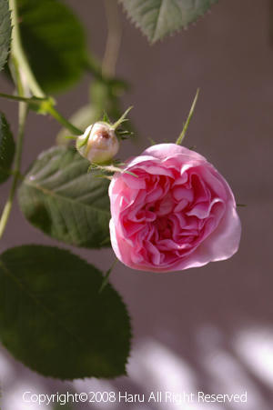 IMGP6107si.jpg