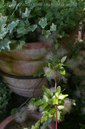 IMGP6095si.jpg