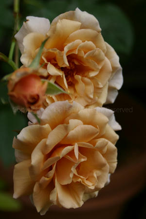 IMGP6646si.jpg
