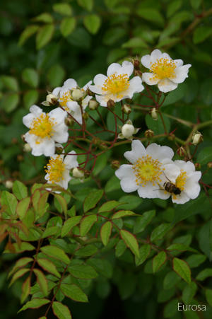 IMGP6913b.jpg