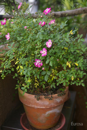 IMGP6162si.jpg
