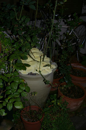 IMGP8969b.jpg