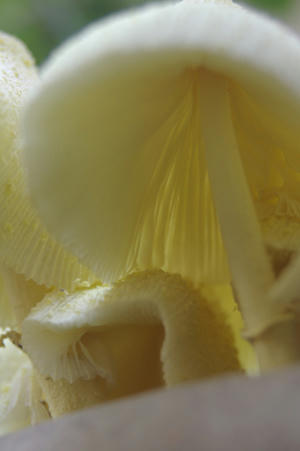 IMGP8975b.jpg