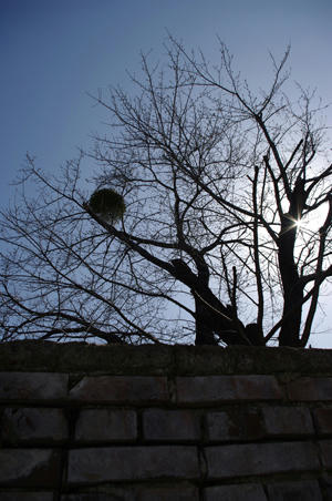 IMGP0725b.jpg