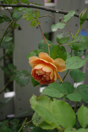 IMGP2040b.jpg