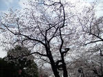 DSCF0037.jpg