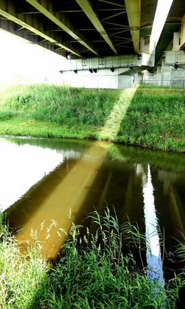 釣り コイを目撃した河川 気胸研究所