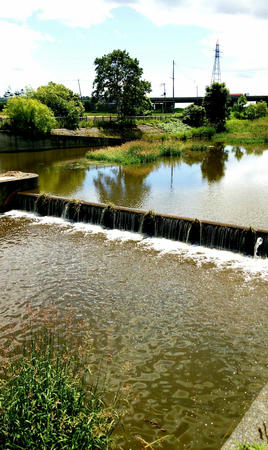 釣り コイを目撃した河川 気胸研究所