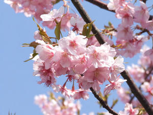 2016年2月の撮影日記