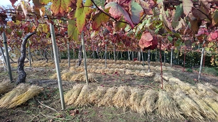 紅葉をしている甲州の棚　2018年11月18日