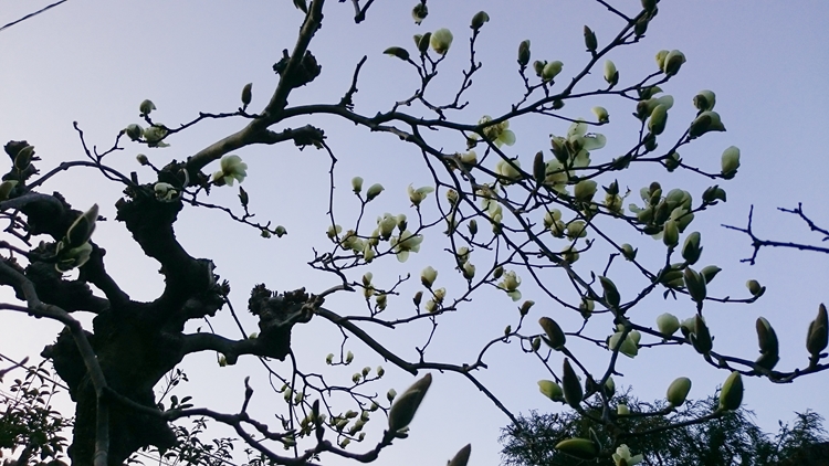 2019年3月12日開花した白木蓮