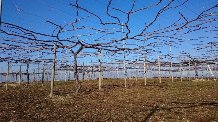 2018年12月17日　北原の園
