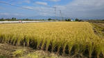 田圃　稲刈りの時の田圃です
