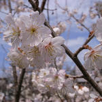 sakura20080316.jpg
