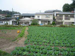 yasainotyokubai.jpg