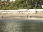 beachcombing.jpg
