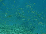 ecolabel.jpg