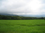 saraniinakade.jpg