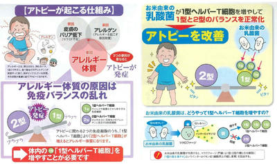 米のしずく アトピーが起こる仕組み