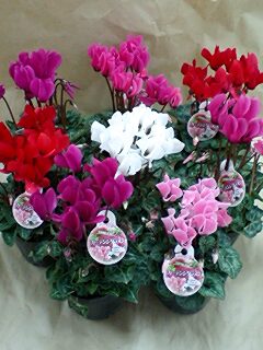 ★★ガーデンシクラメン苗★★　色ミックス　８個セット