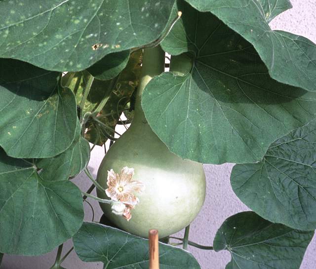 ●大きなひょうたん （育て方付）●