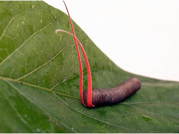 作品：『ニョキ!』