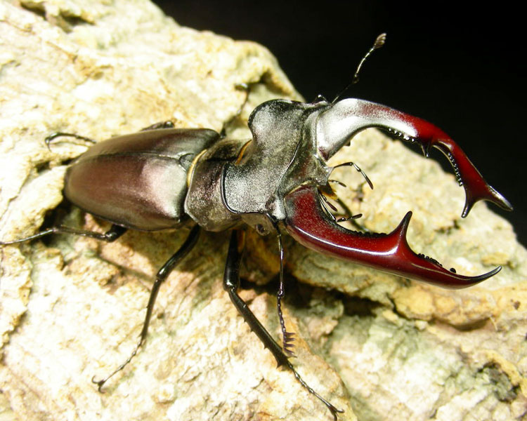 ヨーロッパミヤマ!! Ｆ1　2令!!