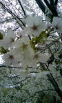 110417_165934.JPG