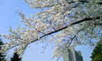 110410_131029.JPG