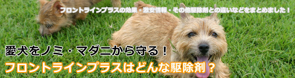 愛犬をノミ・マダニから守る！フロントラインプラスはどんな駆除剤？