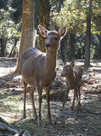 春日大社の鹿
