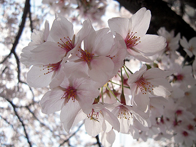 桜