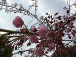 sakura.JPG