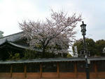 sakura2.JPG