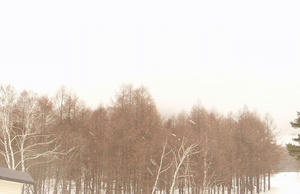 21Mar2010-madarao-snowing.jpg