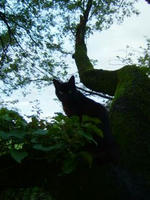 狭山湖の黒猫