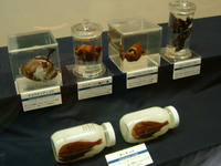 深海生物展