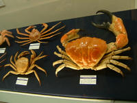 深海生物展
