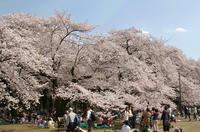 お花見風景