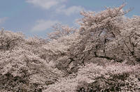 小金井公園の桜