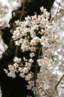 小金井公園の桜