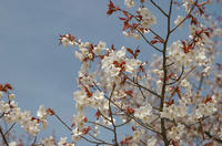 高尾山にて桜