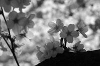 桜"